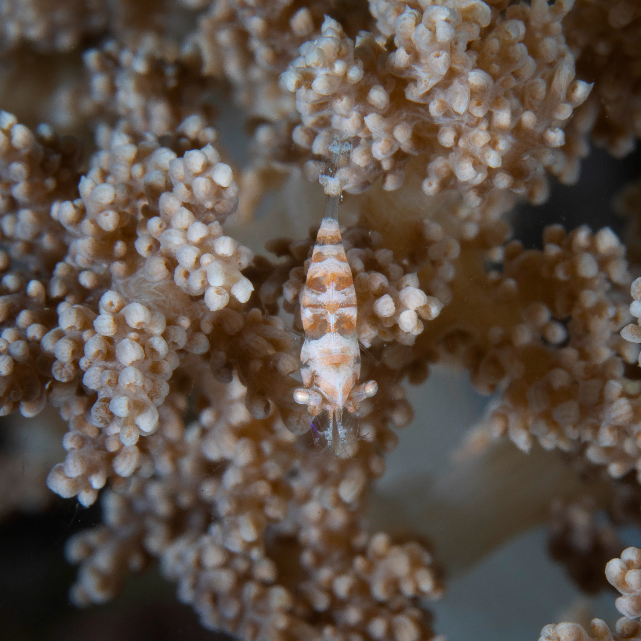 Humpback shrimp, Bunaken
